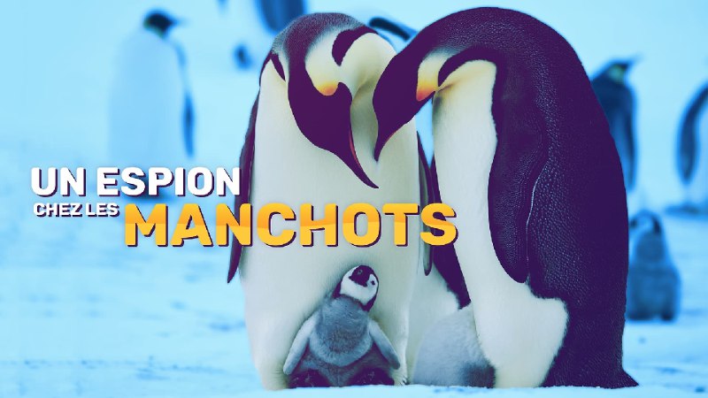 企鹅群里有特务（2013）蓝光原盘内封中英 S01 全 大小：18.74G