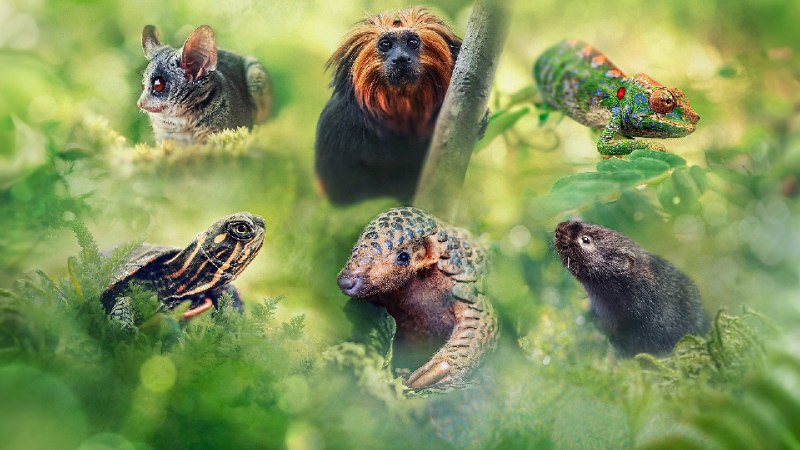 小动物 大旅行 (2023) 1080P 内嵌中字 3G/单集 3 集全 - 