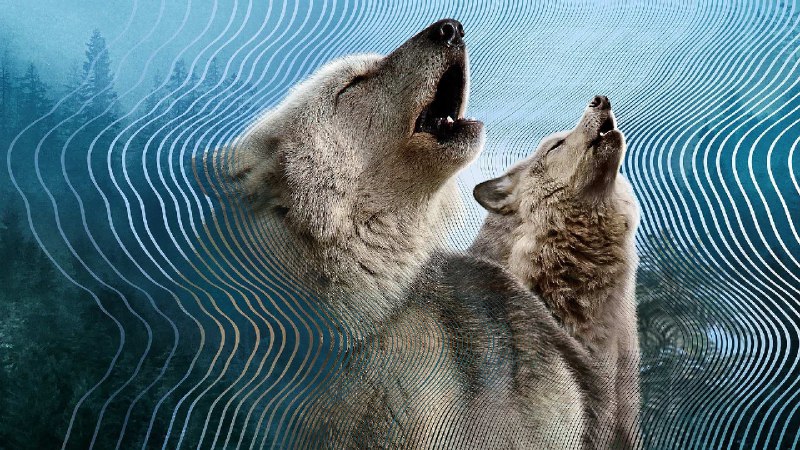 大卫·爱登堡： 大自然的声音（2024） 4K  6G/单集 3 集全