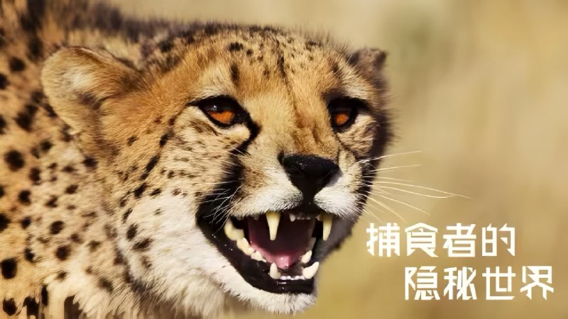 捕食者的隐秘世界 (2024) 4KHQ 高码率 7G/单集 4 集全 - 